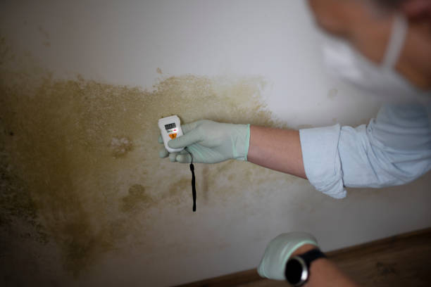 Best Black Mold Removal  in Bethany, OK