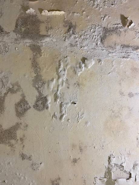 Best Local Mold Removal Service  in Bethany, OK