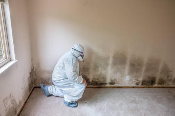 Best Home Mold Removal  in Bethany, OK